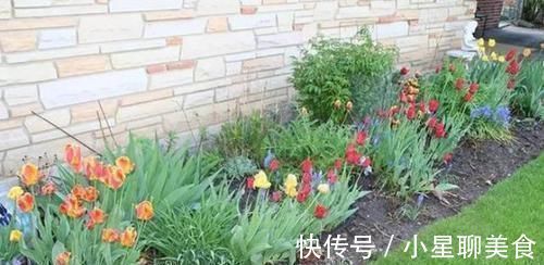 草本植物|盆栽花草该如何正确浇水掌握3点诀窍,不用怕浇一盆死一盆