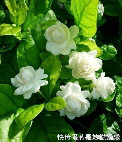 芳香|这5种花卉盆栽，美丽又好闻，花期长，花量大，给家里满屋馨香