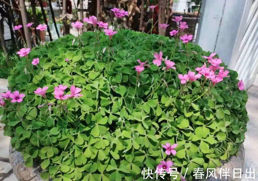 白檀|养到烦人的花，盆都不够用，扔掉还很心疼