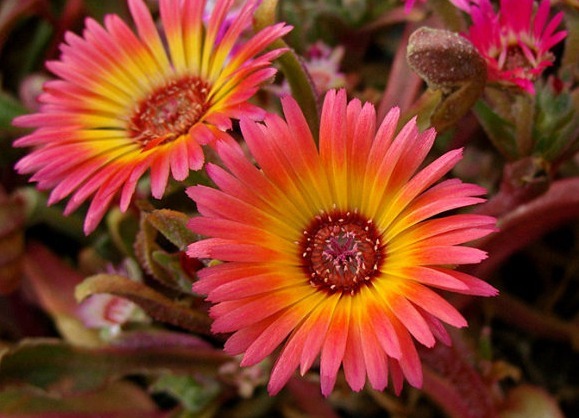 此几款花朵,随便一养就爆盆,花开美艳又动人,超适合懒人养