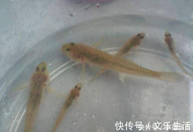 农村的这两种野鱼，虽然长得丑，但是味道非常的鲜美