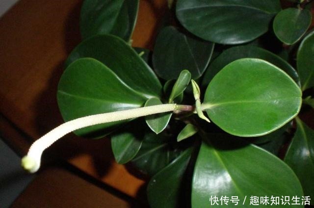 这3种草最适合“懒人”养，随便一插就能活，四季常青易爆盆！