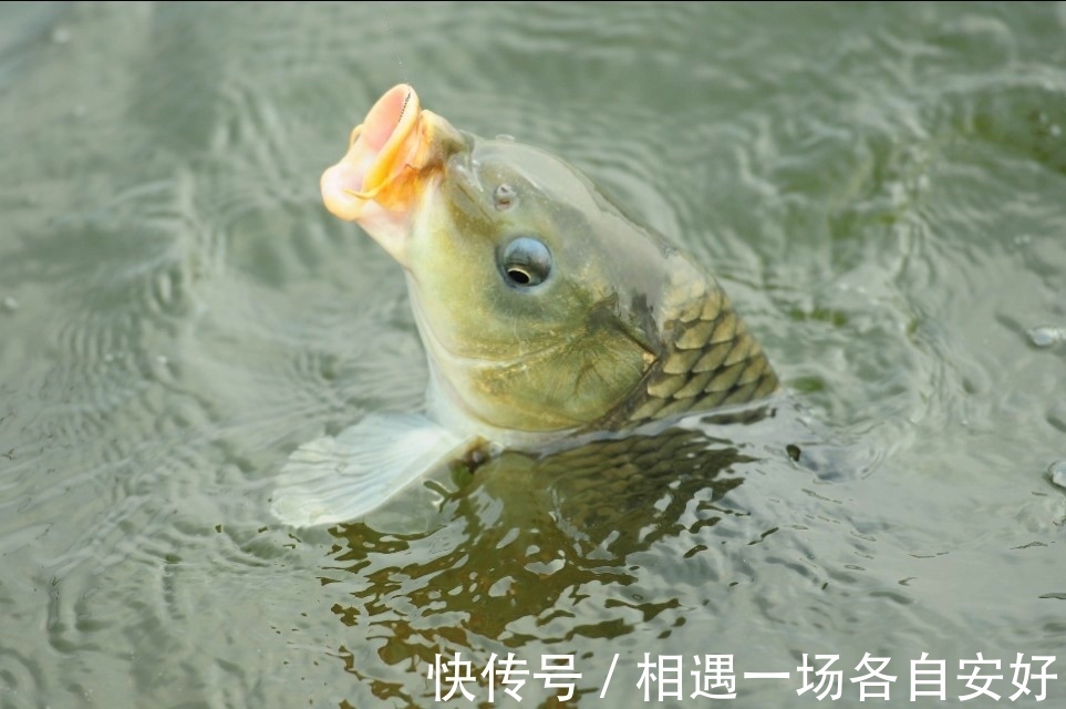 用袖钩钓鱼总跑鱼不了解袖钩的用途，鱼口再好也难入篓
