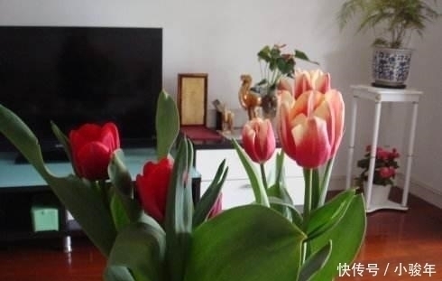 生活家|客厅不能乱养“花”,这种花被称为“破财花”,再好看也不要养