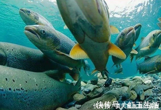 优质蛋白|吃这鱼，必须穿上防护措施，否则屁股“漏油”漏到你绝望！