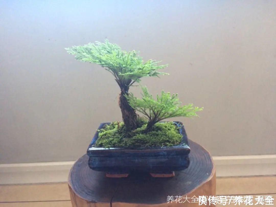 耐旱|10种“养不死”的花，绿萝只能排最后一名，养死3种以上的举手