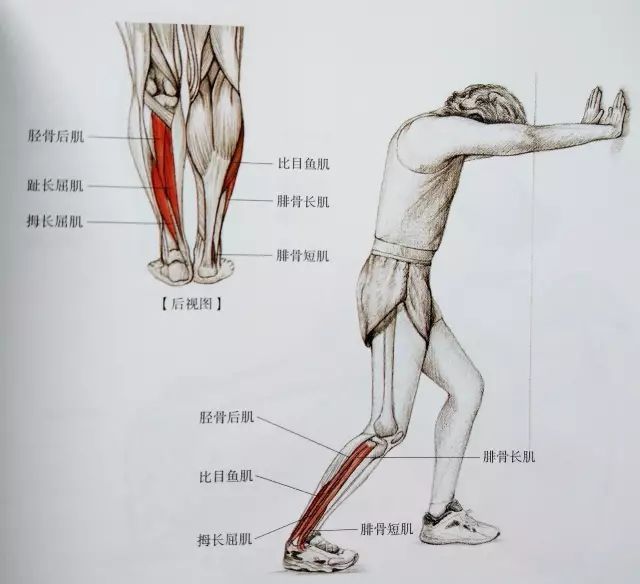 起跑式|居家运动，这套全方位小腿拉伸大法请收好