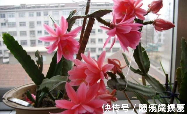 腐熟|养“令箭荷花”,把它砸一砸,扔盆里,花开大如碗,漂亮!