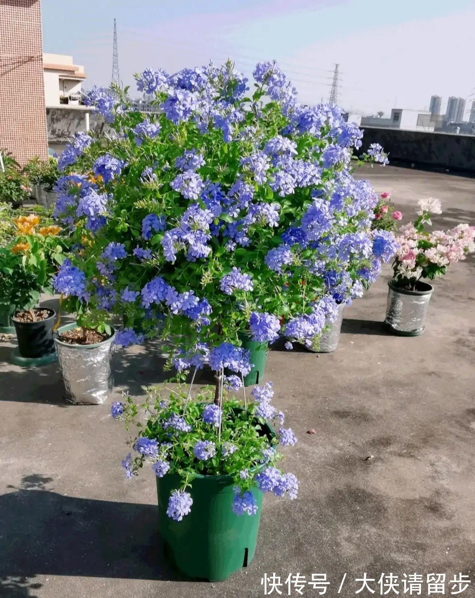 “人养花三年，花养人一生！”家居盆花100种，总有几款你喜欢