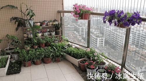 花盆|五种浇水方法，家里没人也不怕很好用的回家试试