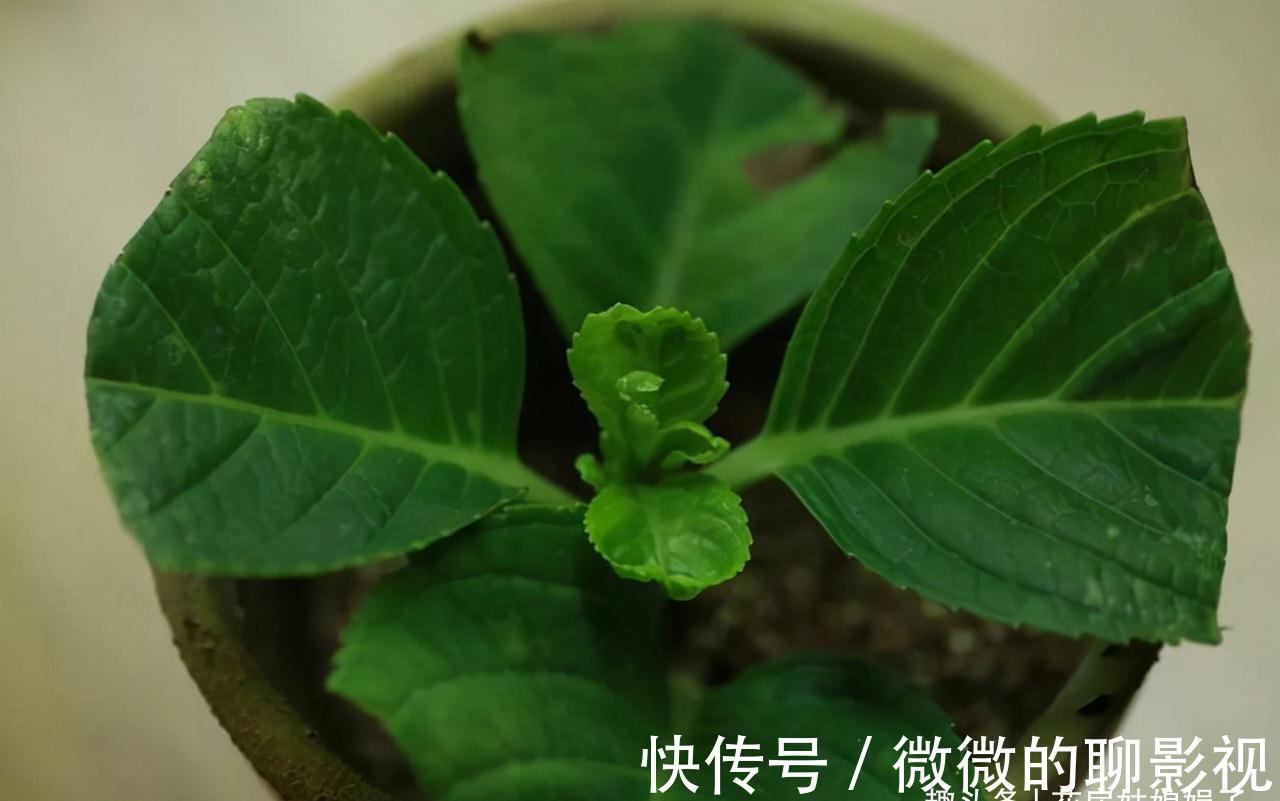 磷酸二氢钾养花作用大,它有很多个“妙用”,很多人就只知道一个