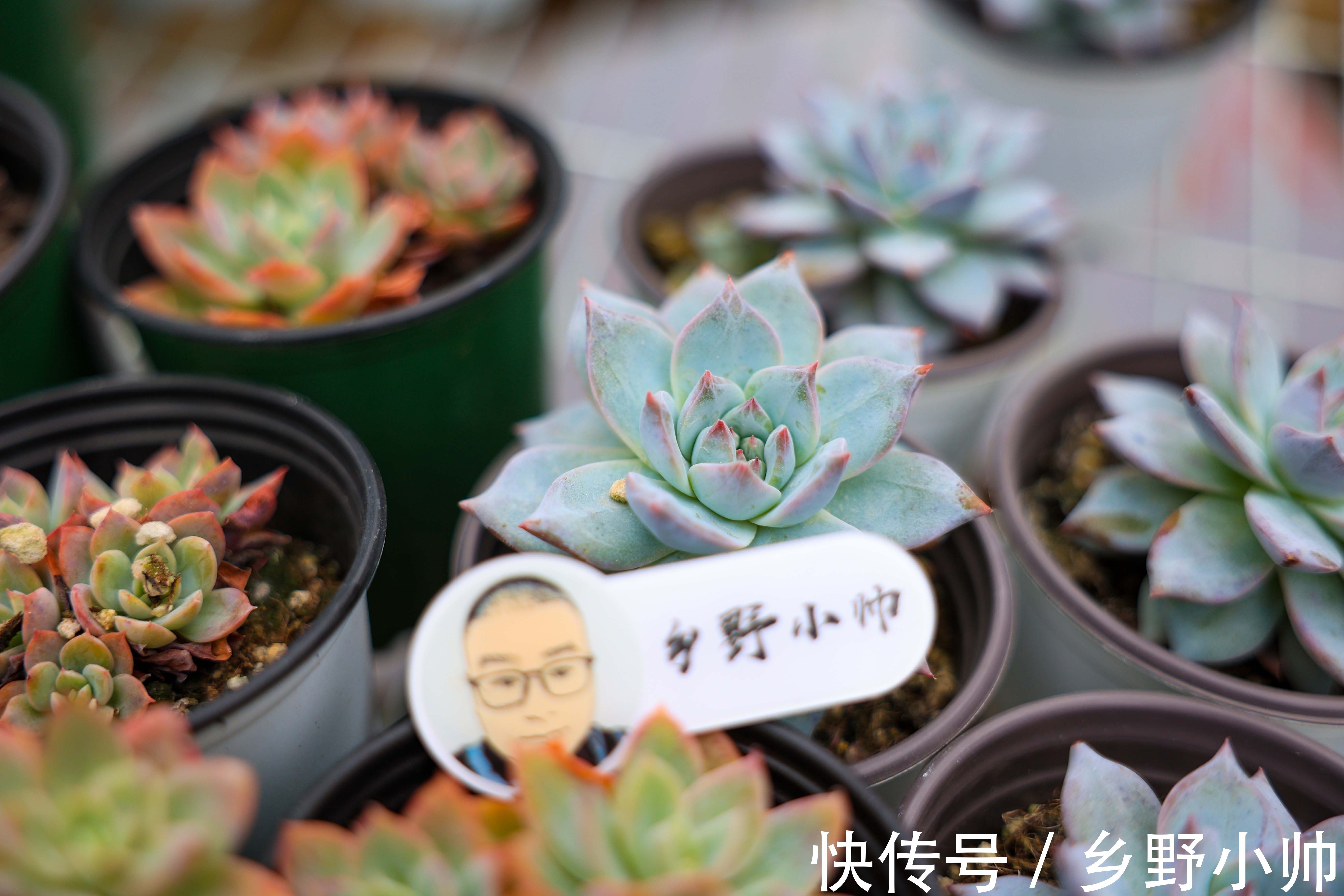 景天科|玉如意、赫拉,一看就贵气满满的多肉,皮实好养,好奇心满满