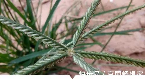 熟地黄|小时候常见却叫不出名字的植物,太全了
