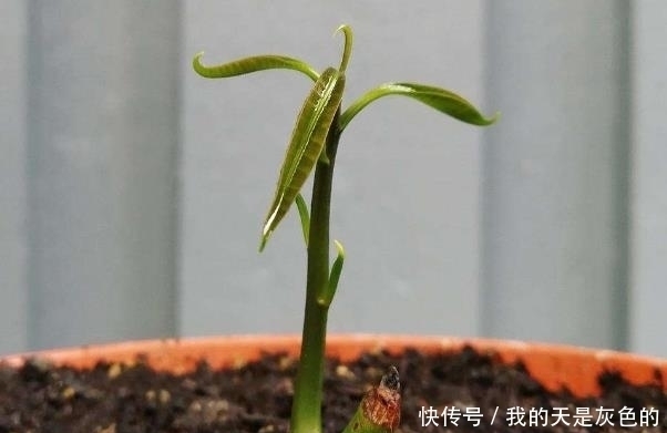 火龙果|4种水果核,撒到小花盆,一个月变精致小盆栽,还能养开花