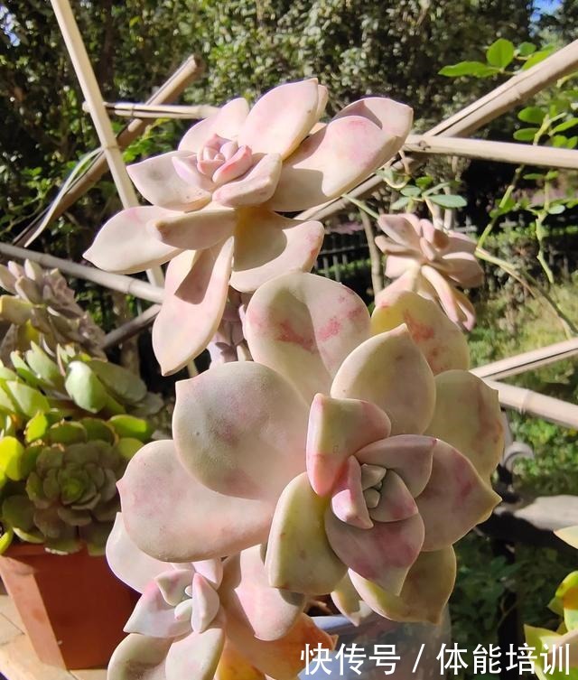 想让多肉紫乐长得快,大胆一点虐着养,一年不到小苗就变中苗!