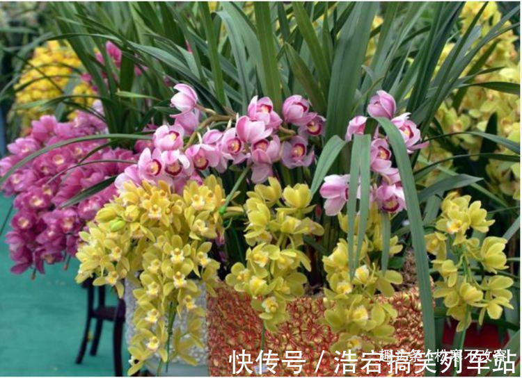 养花就养几种花，家里养一盆，寓意吉祥人人爱，家里养真适合