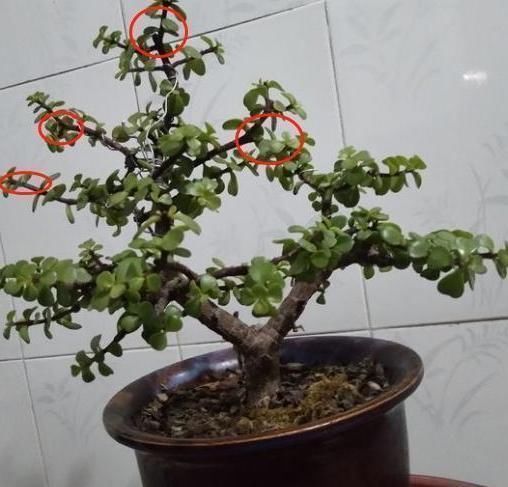 整容手术|嫌“马齿苋树”长得丑，给它做个“整容手术”，半年变“盆景”