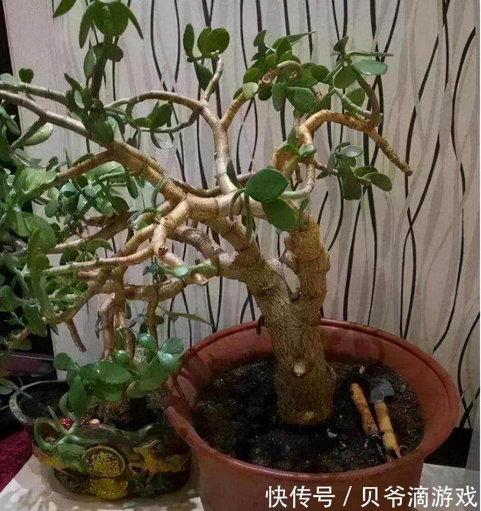 光照|冬天养玉树,注意好这3个步骤,新叶蹭蹭冒,花朵开不停