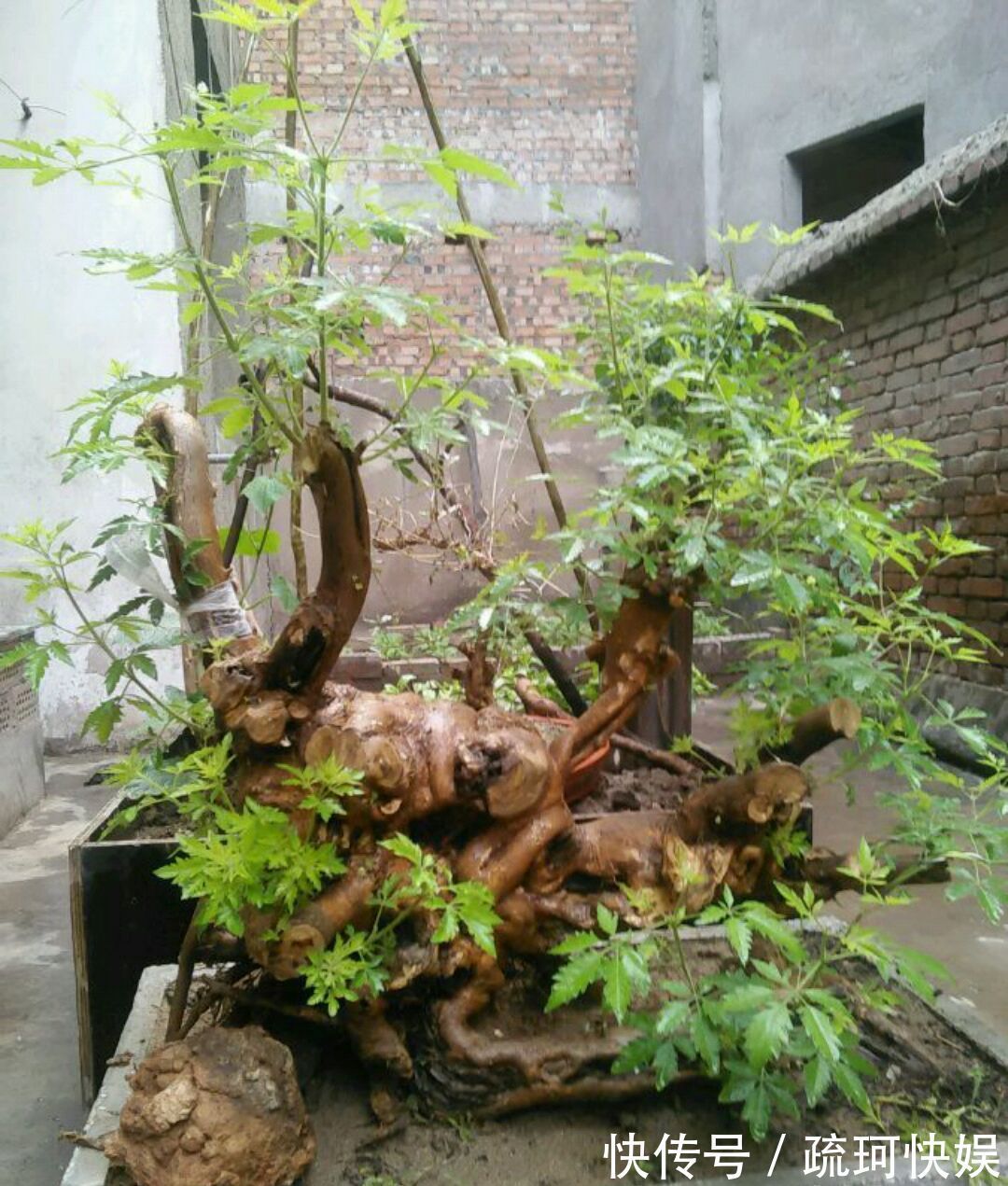 黄荆盆景老桩根部刚萌发的新芽要不要抹掉生桩和熟桩有区别