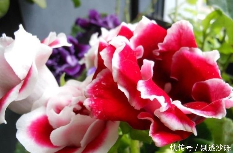 3种花好养易活,旺财又养人,比牡丹还美,年年开花美翻