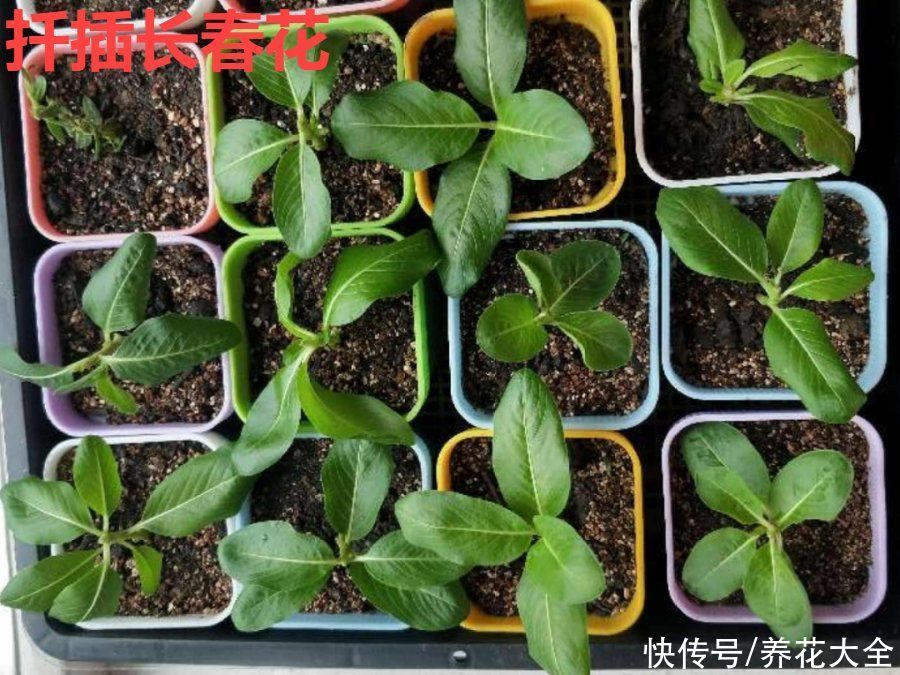 抗病、不招虫的天竺葵，屋里养一盆，开花一茬接一茬