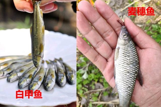 蓑笠哥|九成钓友都会把这几种鱼认错，和牢底坐穿鱼搞混就麻烦了