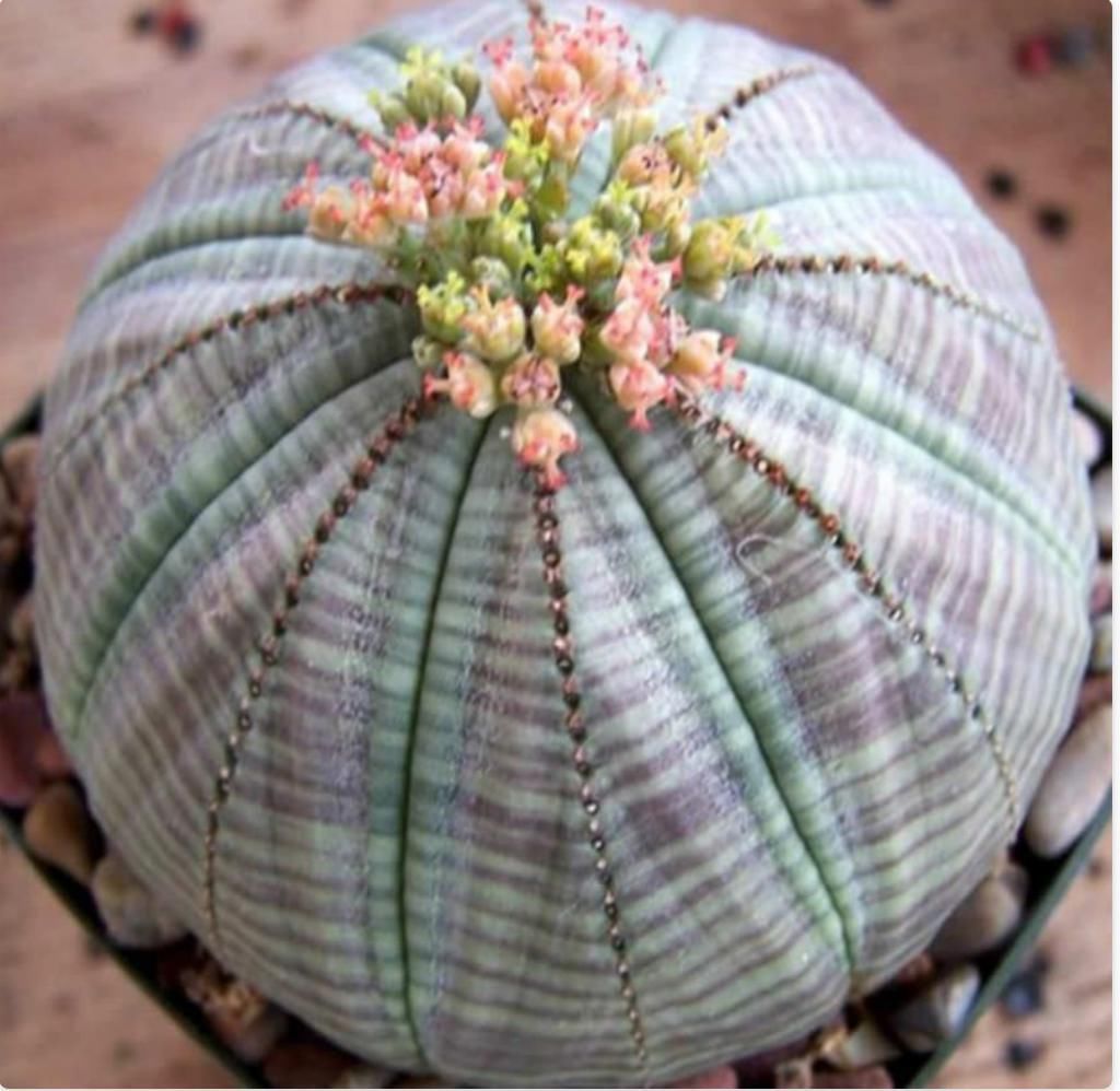 美丽的多肉植物美丽多彩的就像是来自另一个星球的产物