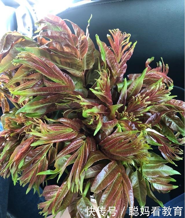 需要焯水的蔬菜,焯一下口感更好,脆嫩好吃颜色漂亮