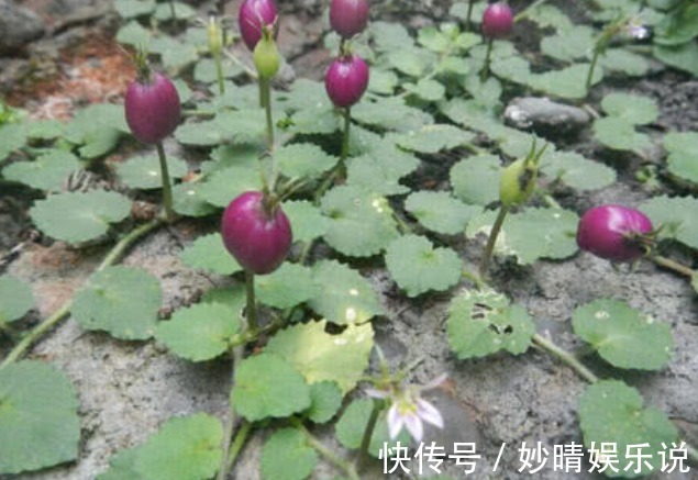 一年生|乡下一种不起眼的“地茄子”,被人踩踏嫌弃,殊不知价值极高