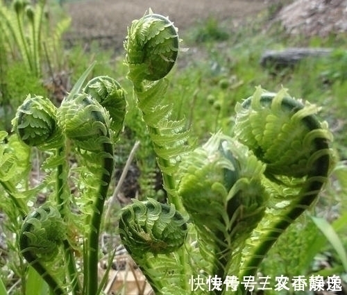 黄瓜|农村山里的一种野菜,营养价值高,尝一次不容易,见到全部买下