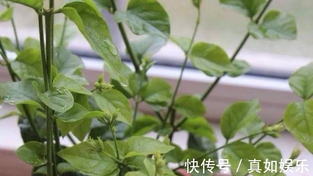 修剪|两个种植小秘诀，让您家里养茉莉花， 叶子油绿发光,花儿开满枝