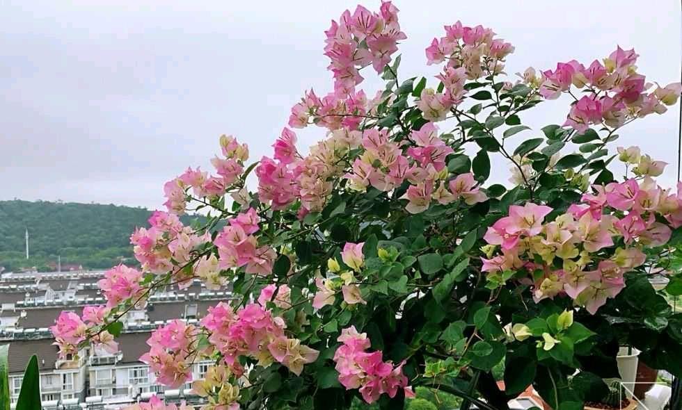 耐寒的4种三角梅，漂亮又勤花，严寒天气也不怕，花朵呼呼开爆盆