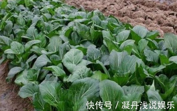 防治|油菜活血化瘀,解毒消肿,农民冬季种植油菜需一点,稳产又增收