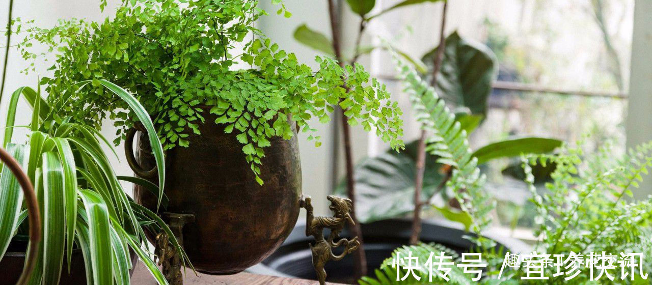 养花10多年总结的室内养花技巧,让新手也能养好花,避免叶黄