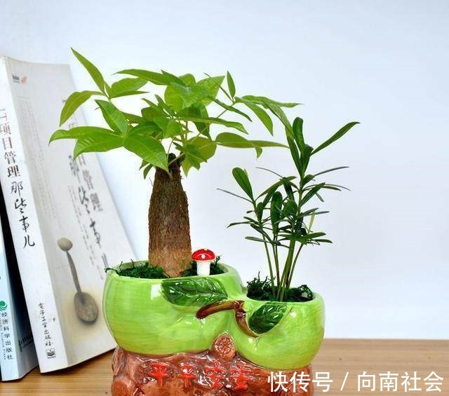 观赏性|4种花摆放在家中,不仅能净化空气,最重要的是能旺财