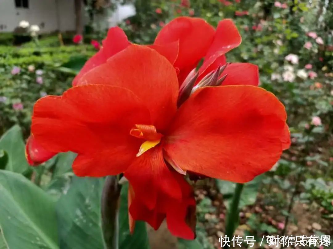 养花爱花2021赏花日历,看好这一篇,不会错过花期