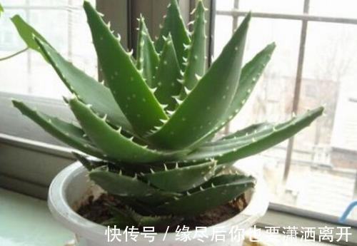 4种花,就适合穷养,用小盆,少浇水,越养越旺盛