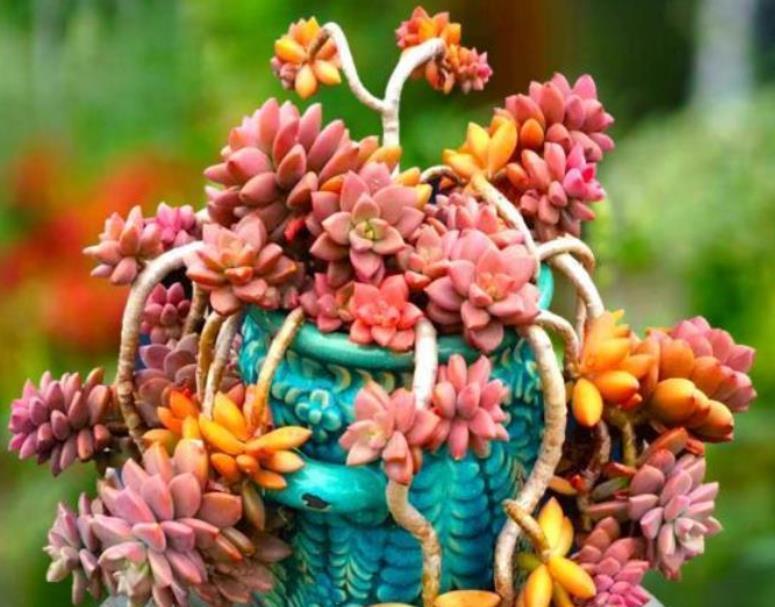 浇水|多肉应该怎么养？很多花友都做错了，教你多肉的正确养护方法