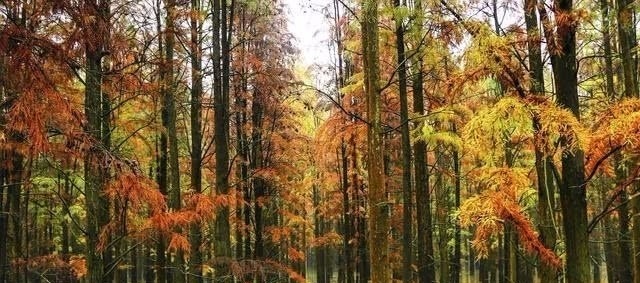 痛恨#南宋一落魄书生在墙上写了一首打油诗，没想到却是成为了经典之作