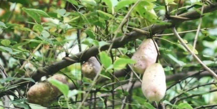 密密麻麻|农村山里一种野果批量成熟,挂在藤上密密麻麻,软糯香甜到过瘾