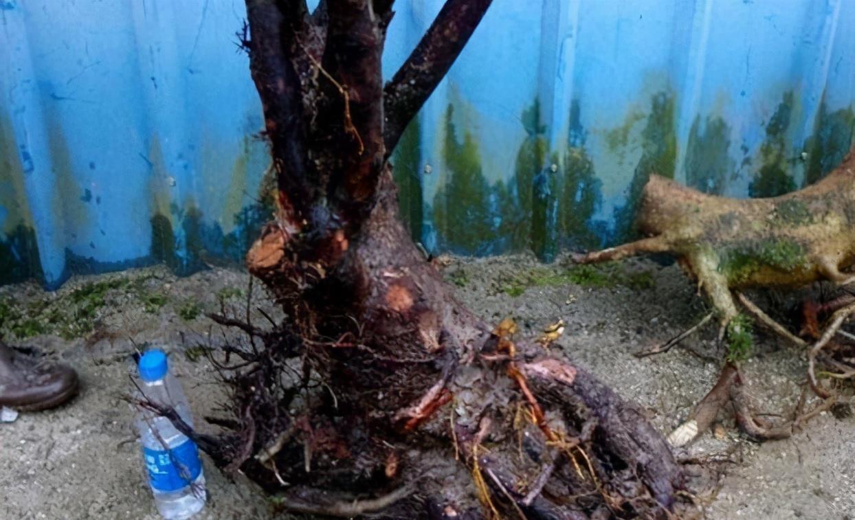 挑战用树桩打造盆景，满足这3要求，个个美如画、增值不少