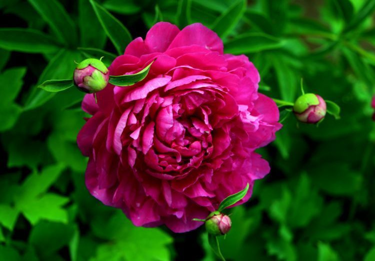 养此款花卉,春风吹开花旺,花开媲美玫瑰,花朵姿态万千