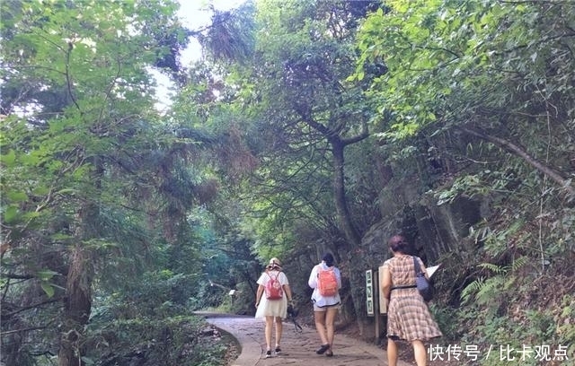 植物|天目山大树王国，全球仅存的五棵天目铁木都在这里