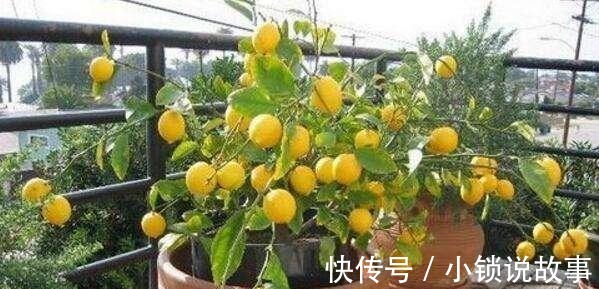 3种果树养“阳台”,水果再贵也不怕,自己种的有,想吃就去摘