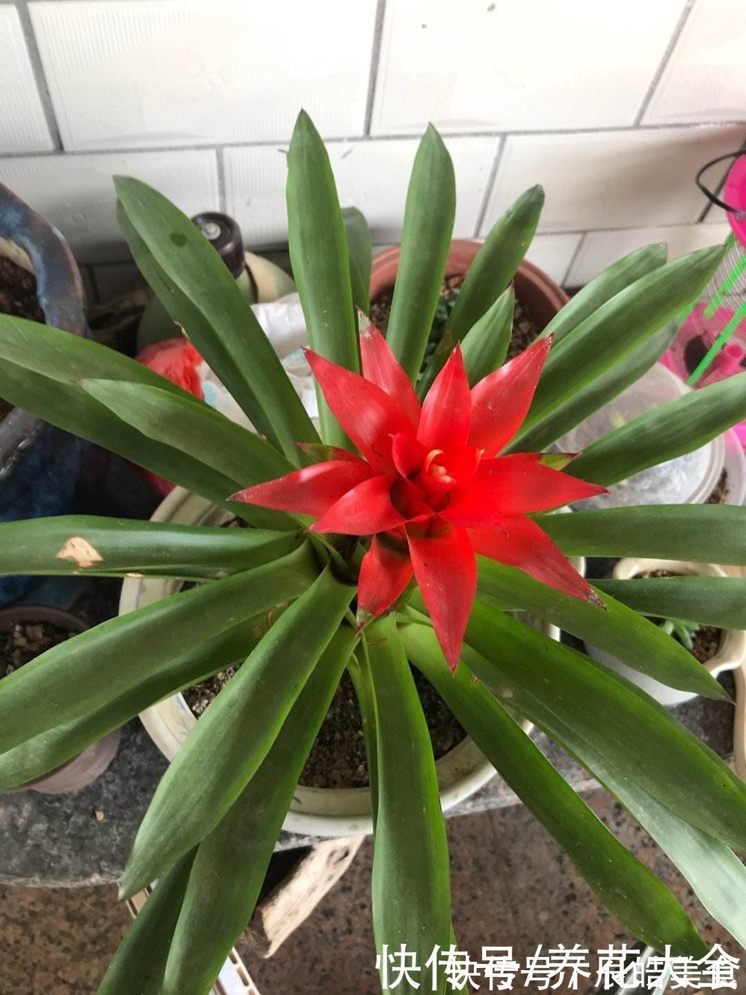 4种“一次性”花卉,开完就赶紧扔掉,浪费精力也不再开花