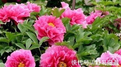 几种花卉美过玫瑰,一年四季花开不停,一开就停不下来