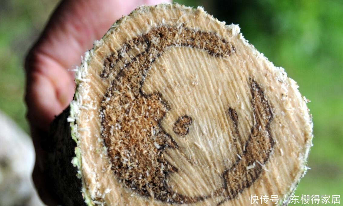 院子里有空地,就种“四大名贵树”,越大价值越高