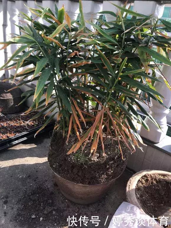 生姜切1刀丢盆里,7天发芽,半年变成“1桶姜”!