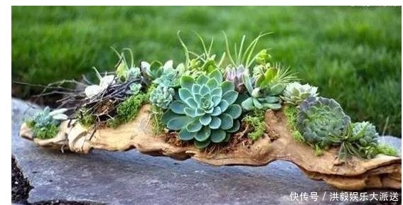多肉植物|爷爷种花不用盆，山上捡几个老树根，种上花草多肉，简直太美啦