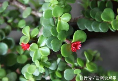 3种''名贵''植物,越养越值钱,养好能当''传家宝'',小白快入手